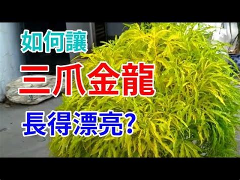 三爪金龍風水|【三爪金龍風水】三爪金龍忌在家亂種！命理師湯鎮瑋。